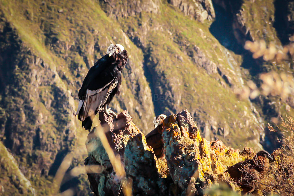 Cabanaconde Cruz del Condor