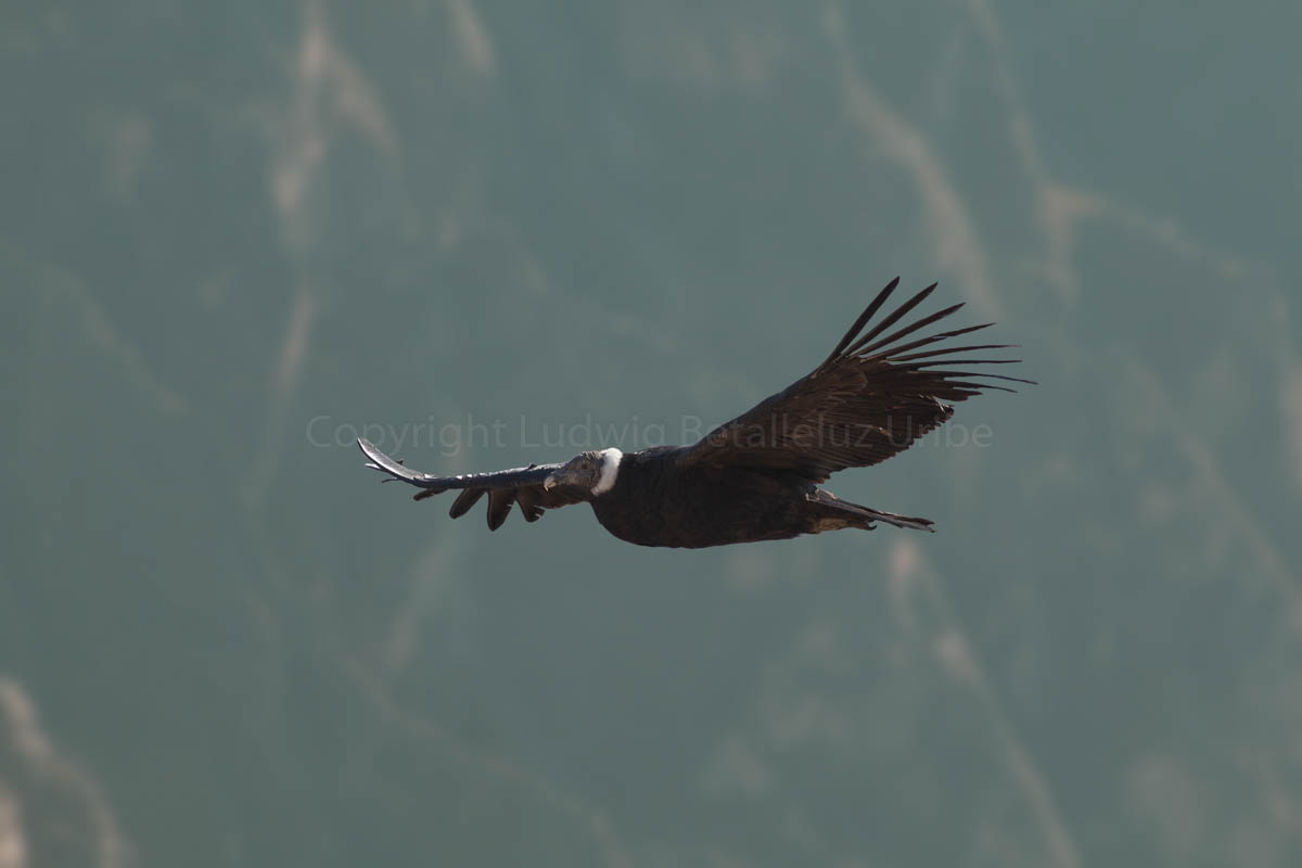 condor male at Cruz del Condor
