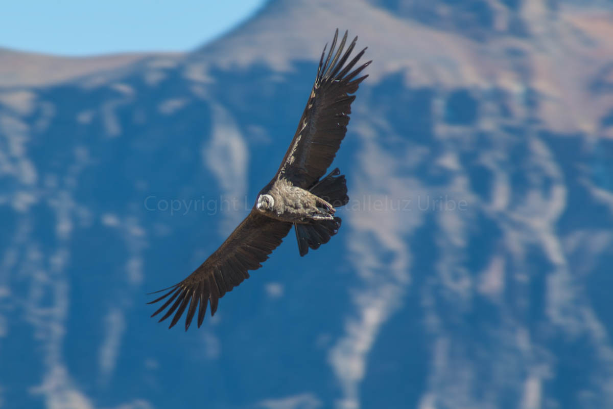 condor male at Cruz del Condor
