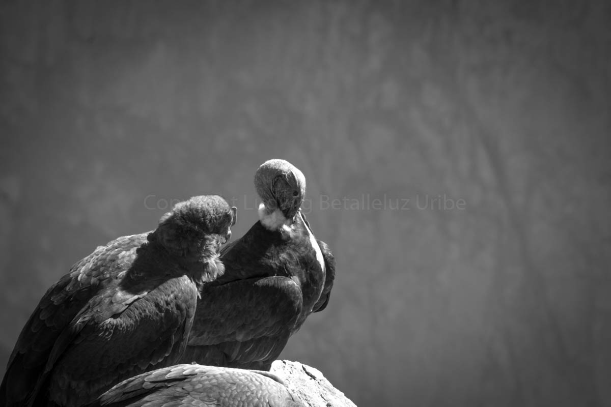 condor male at Cruz del Condor