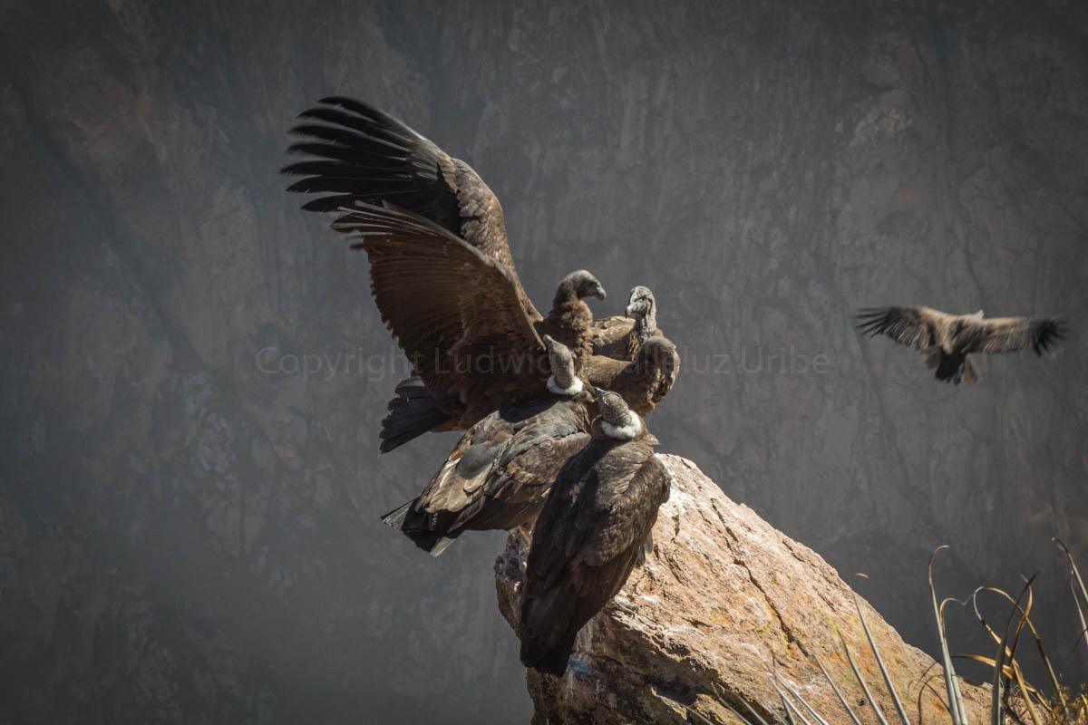 condor male at Cruz del Condor