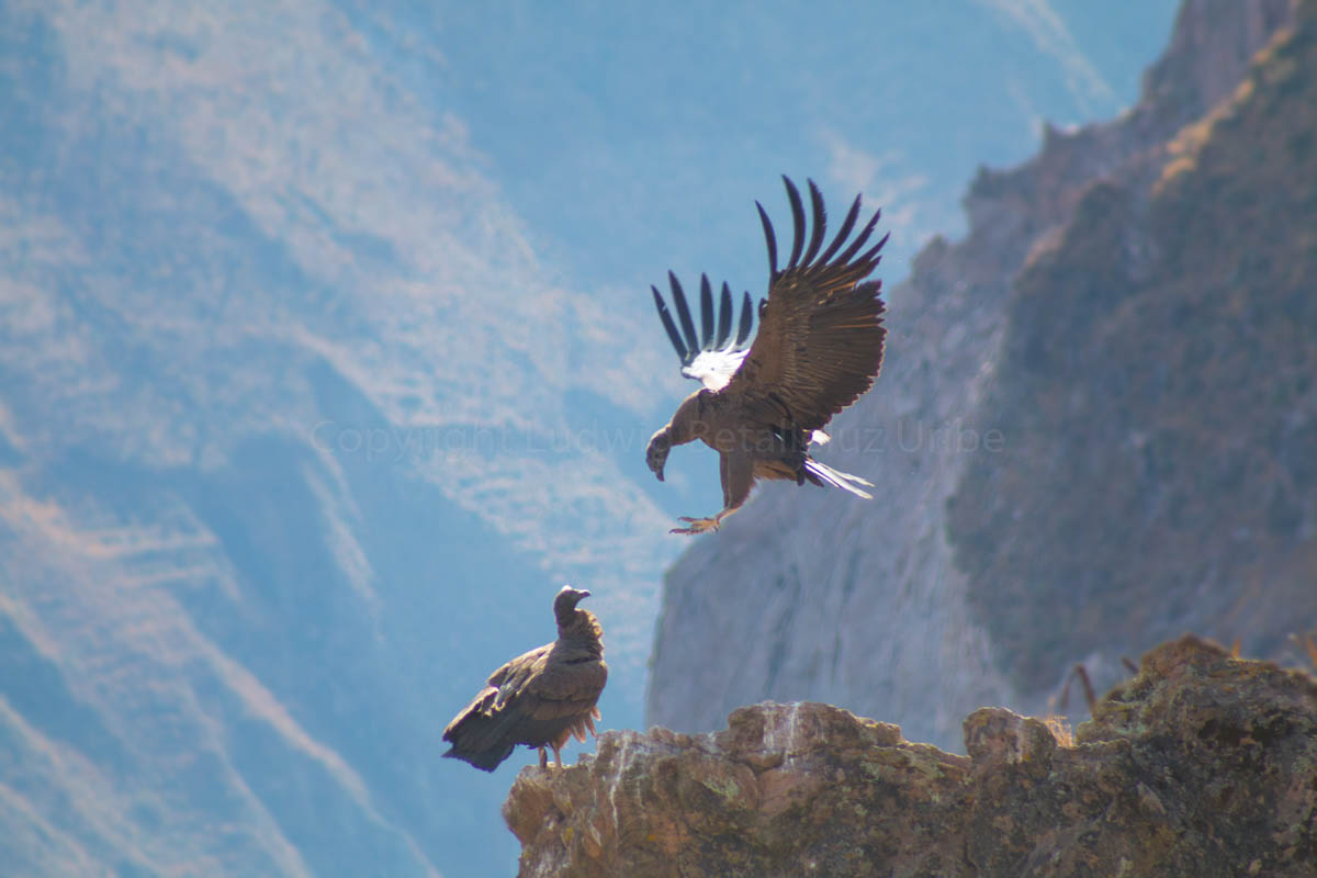 cruz del condor