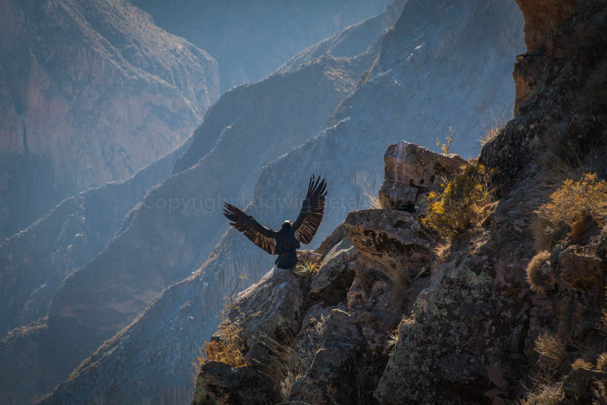 How to see Condors in Colca Canyon