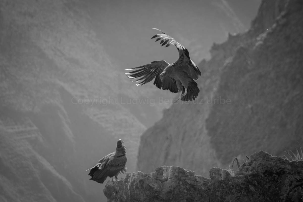 condor male at Cruz del Condor