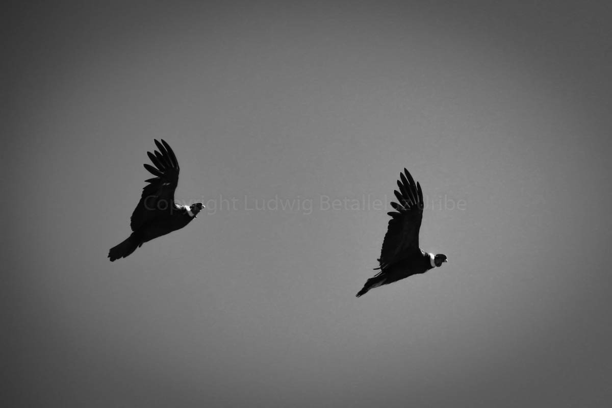 Pictures of Cruz del Condor Colca
