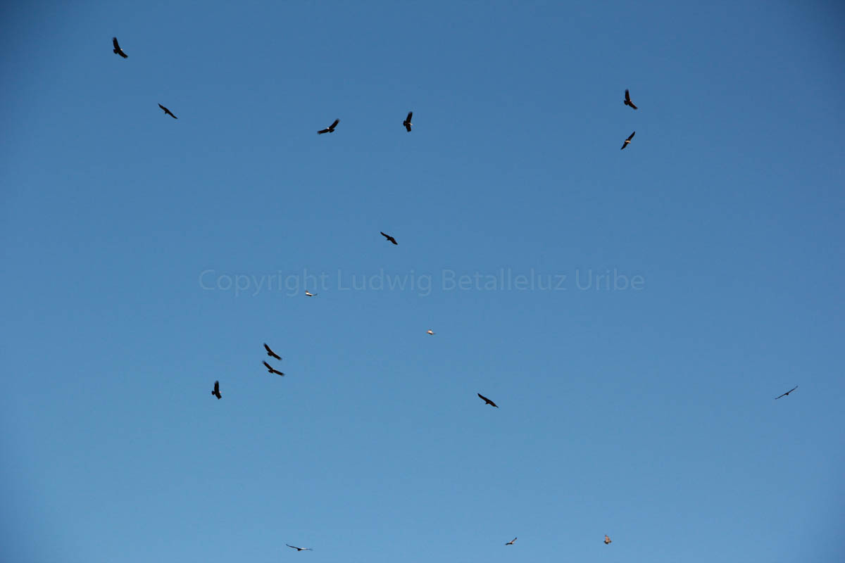 Best place to observe condors Colca