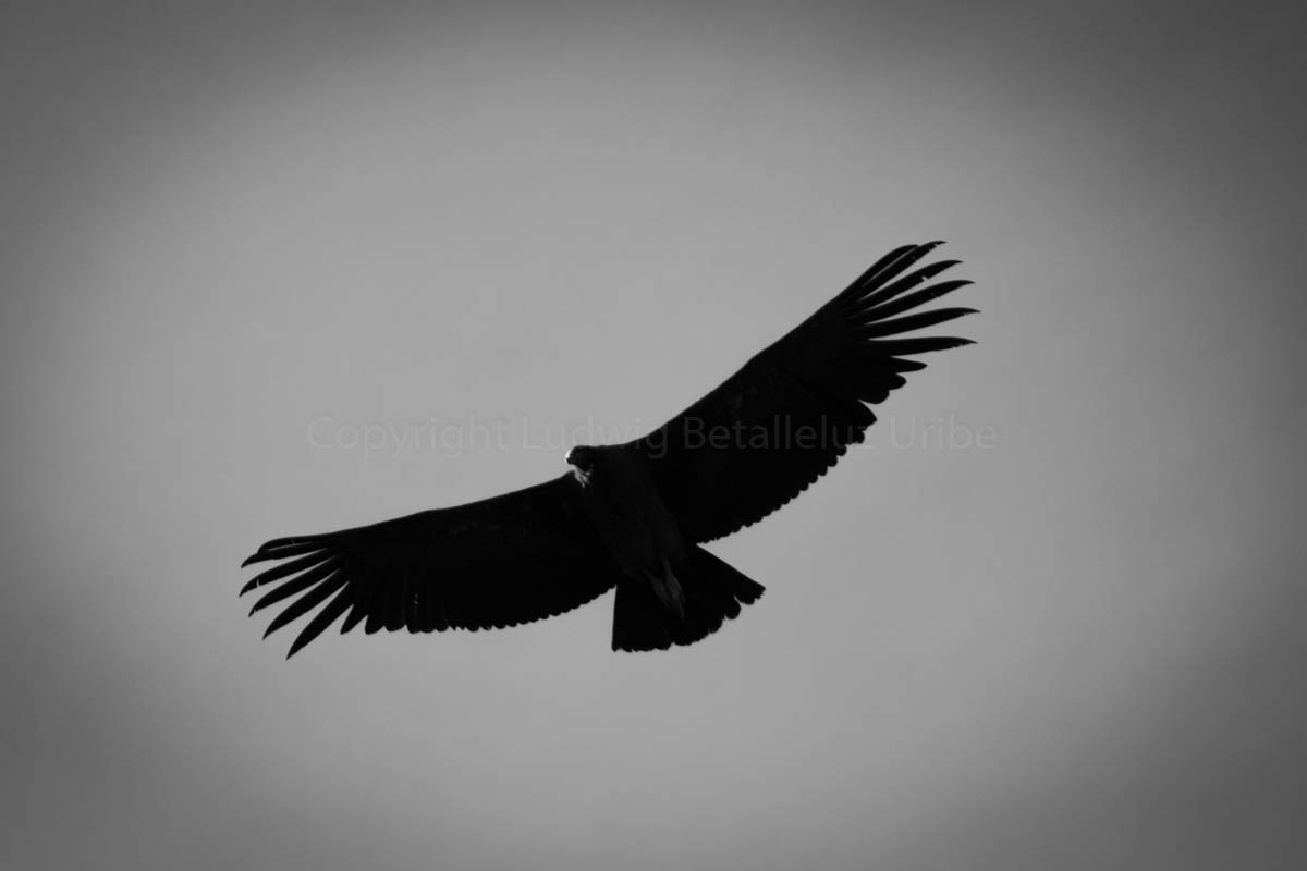 Best place to observe condors Colca