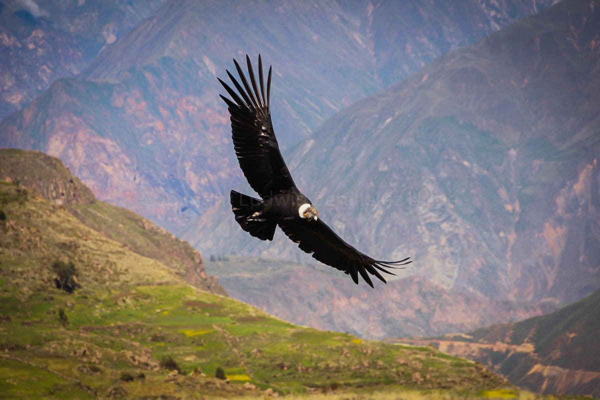 Cruz del condor is a must see in Colca