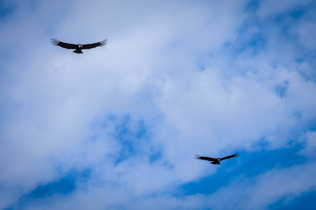 condor male at Cruz del Condor