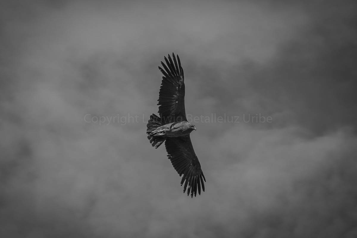 Visit Cruz del Condor Cabanaconde