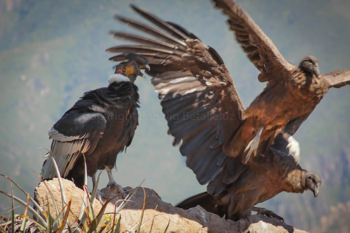 Visit Cruz del Condor Cabanaconde