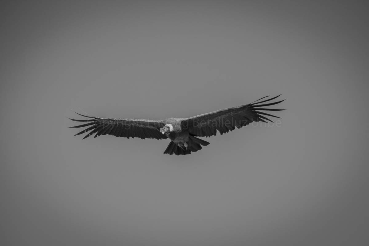 condor male at Cruz del Condor