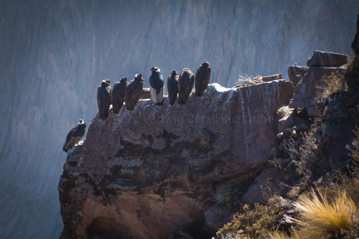 Elevetion of Cruz del Condor