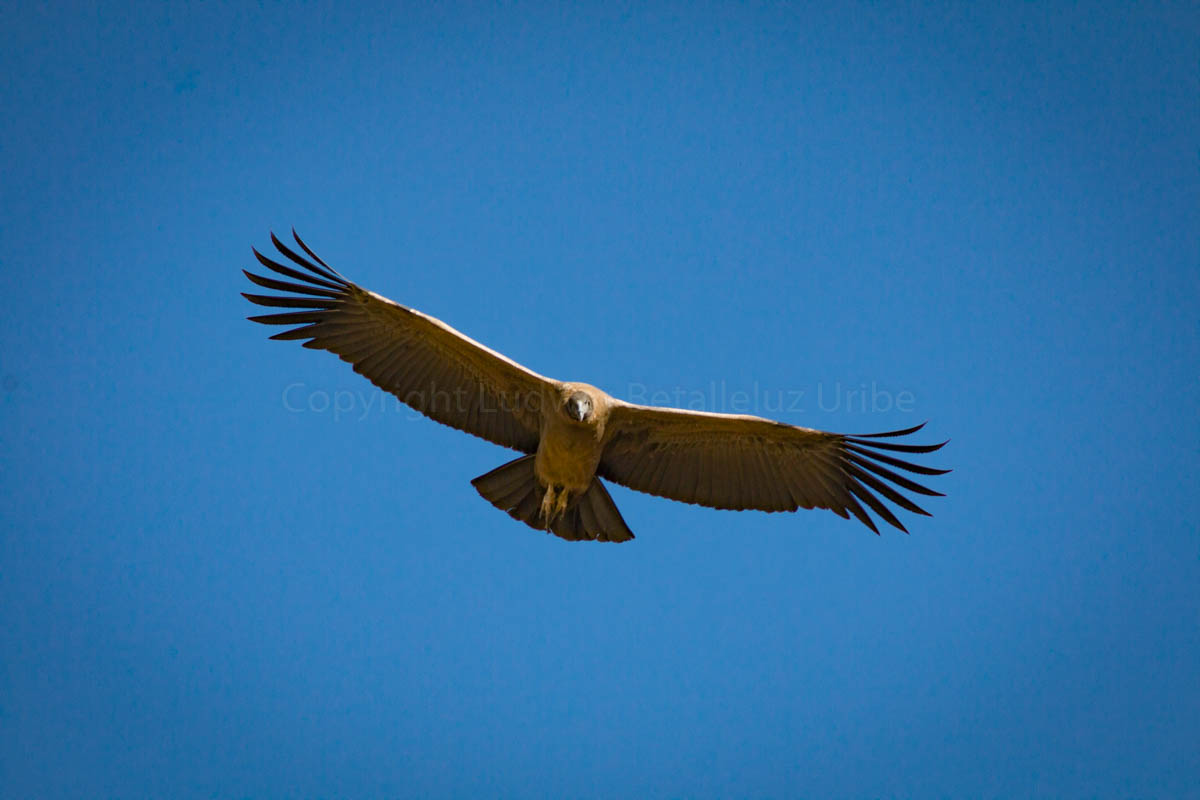 condor male at Cruz del Condor