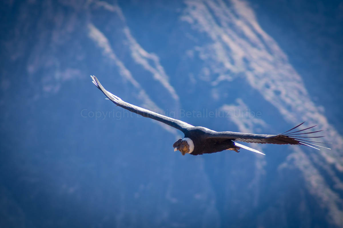 condor male at Cruz del Condor