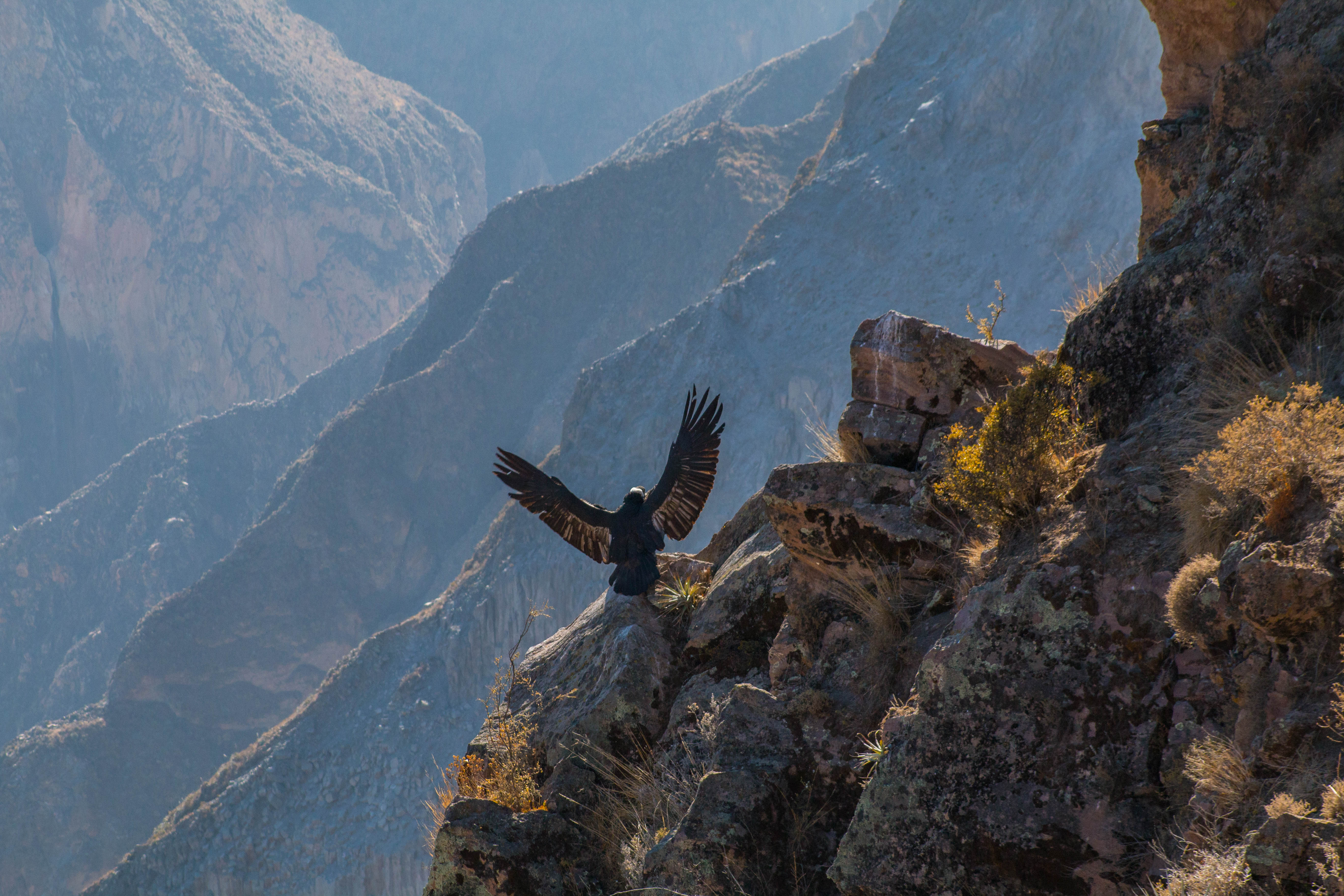 cruz del condor